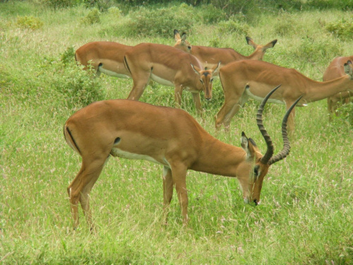 Tsavo East - Gazela. Kto wie jaka? #Tsavo #Kenia #gazela #safari #sawanna