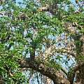 Owocujący baobab na wyspie Washini. Podobno jego owoce są bardzo słodkie #Washini #afryka #baobab #kenia