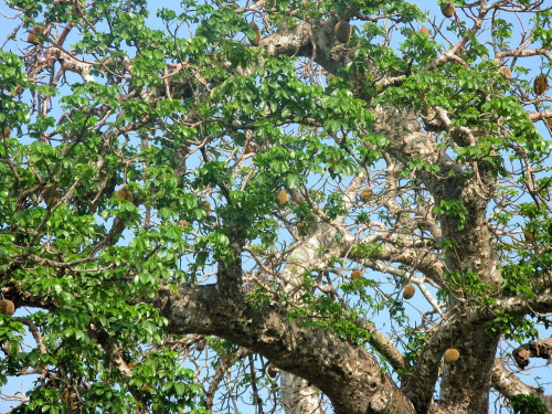 Owocujący baobab na wyspie Washini. Podobno jego owoce są bardzo słodkie #Washini #afryka #baobab #kenia