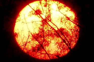 Podświetlone konary na tle dysku słońca. Wyraźnie widać eliptyczny kształt dysku, efekt refrakcji atmosferycznej. #zachody