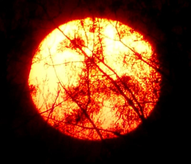Podświetlone konary na tle dysku słońca. Wyraźnie widać eliptyczny kształt dysku, efekt refrakcji atmosferycznej. #zachody