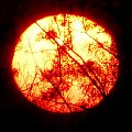 Podświetlone konary na tle dysku słońca. Wyraźnie widać eliptyczny kształt dysku, efekt refrakcji atmosferycznej. #zachody