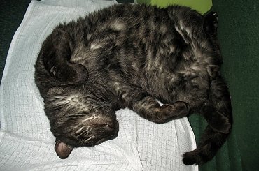 Dymek zostaje Misiem biurowym #Dymek #Misio #koty