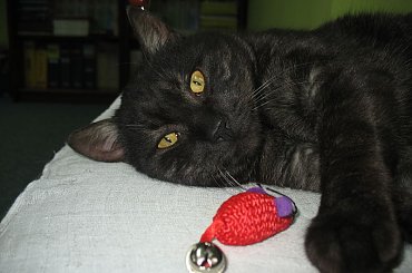 Dymek zostaje Misiem biurowym #Dymek #Misio #koty