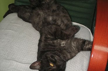 Dymek zostaje Misiem biurowym #Dymek #Misio #koty