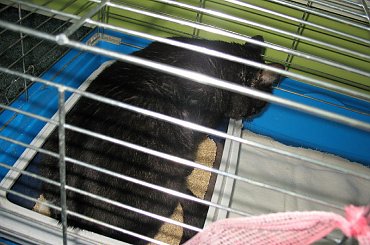 Dymek zostaje Misiem biurowym #Dymek #Misio #koty