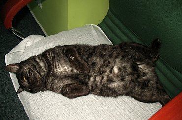 Dymek zostaje Misiem biurowym #Dymek #Misio #koty