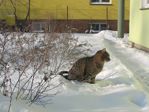 Spacer w zimowy poranek #Snejki #koty