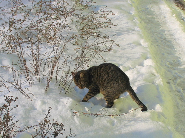 Spacer w zimowy poranek #Snejki #koty