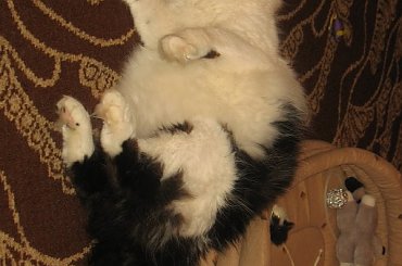 #Kocianki #Dyziaki #Jusia #Dyzio #koty