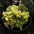 Picea abies 'Vermont Gold'