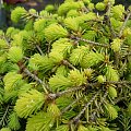 Picea abies 'Vermont Gold'