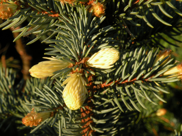 Picea 'Białobok'