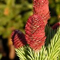 Picea pungens 'Herman Naue'