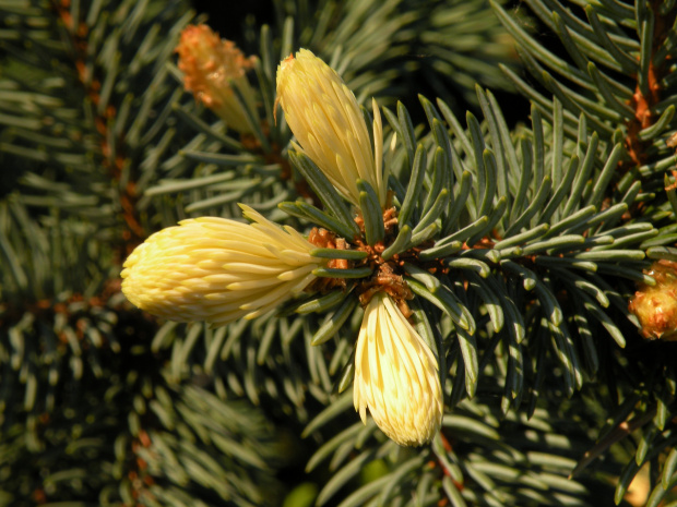 Picea 'Białobok'