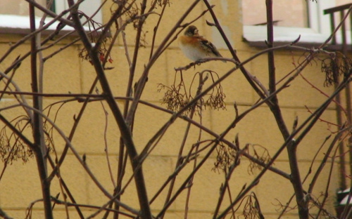 ... ptaki przed domem :)