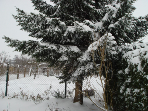 ... zima w moim ogrodzie :)))