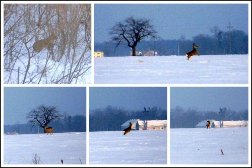 Wycisnąłem z sprzętu siódme poty ... A kangura nawet spotkałem :D