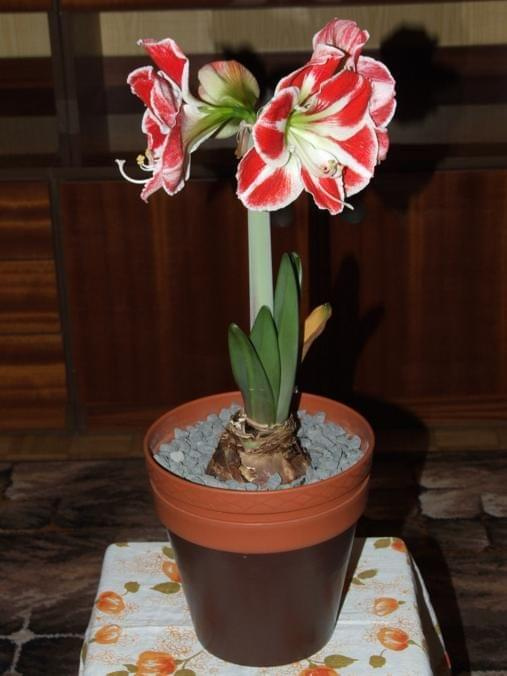 odmiana 'Samba' - 26 kwietnia 2009 (trzeci pęd) #amarylis #Hippeastrum #hydroponika #Samba