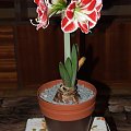 odmiana 'Samba' - 26 kwietnia 2009 (trzeci pęd) #amarylis #Hippeastrum #hydroponika #Samba