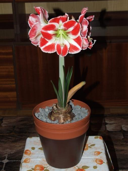 odmiana 'Samba' - 26 kwietnia 2009 (trzeci pęd) #amarylis #Hippeastrum #hydroponika #Samba