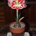 odmiana 'Samba' - 26 kwietnia 2009 (trzeci pęd) #amarylis #Hippeastrum #hydroponika #Samba