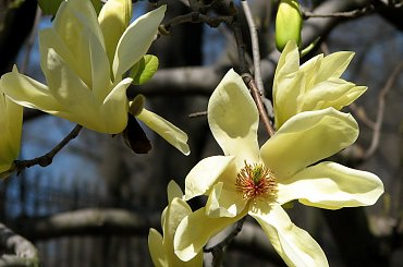 Majestatyczne magnolie #magnolie