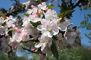 Wizyta w ogrodzie bot. #CesarskaKorona #azalia #niezapominajki #tulipany #bratki