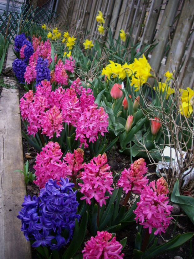 wiosna w moim ogrodku :) #wiosna #kwiecien #hiacynty #ogrod