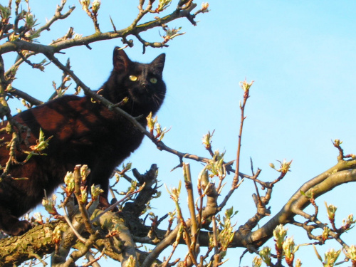 Moja szalona kociczka, najwyższy wierzchołek drzewa, to dla niej nic :)