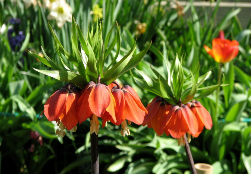 Wizyta w ogrodzie bot. #CesarskaKorona #azalia #niezapominajki #tulipany #bratki