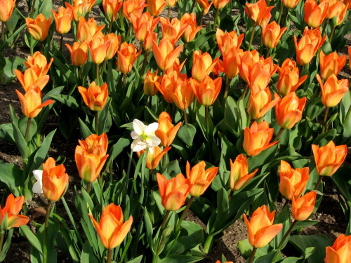 Wiosna #pigwowiec #tulipany