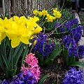 wiosna w moim ogrodku :) #wiosna #kwiecien #hiacynty #ogrod