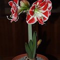 odmiana 'Samba' - 26 kwietnia 2009 (trzeci pęd) #amarylis #Hippeastrum #hydroponika #Samba