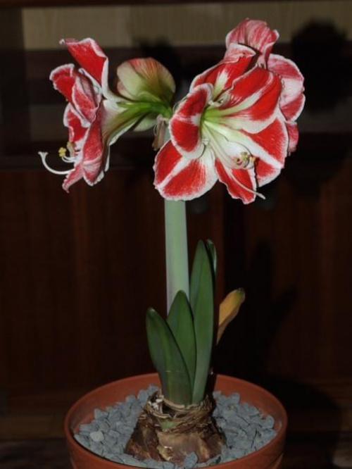 odmiana 'Samba' - 26 kwietnia 2009 (trzeci pęd) #amarylis #Hippeastrum #hydroponika #Samba