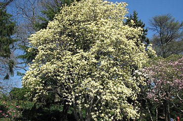 Majestatyczne magnolie #magnolie