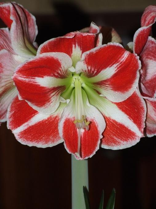 odmiana 'Samba' - 26 kwietnia 2009 (trzeci pęd) #amarylis #Hippeastrum #hydroponika #Samba