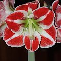 odmiana 'Samba' - 26 kwietnia 2009 (trzeci pęd) #amarylis #Hippeastrum #hydroponika #Samba