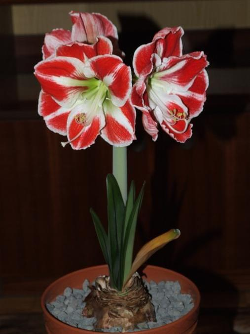 odmiana 'Samba' - 26 kwietnia 2009 (trzeci pęd) #amarylis #Hippeastrum #hydroponika #Samba