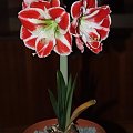 odmiana 'Samba' - 26 kwietnia 2009 (trzeci pęd) #amarylis #Hippeastrum #hydroponika #Samba