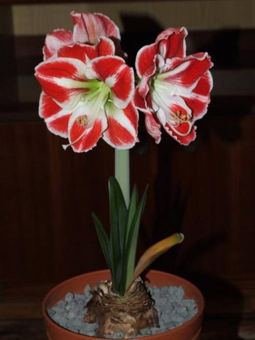 odmiana 'Samba' - 26 kwietnia 2009 (trzeci pęd) #amarylis #Hippeastrum #hydroponika #Samba