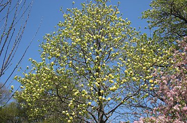 Majestatyczne magnolie #magnolie