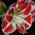 odmiana 'Samba' - 26 kwietnia 2009 (trzeci pęd) #amarylis #Hippeastrum #hydroponika #Samba