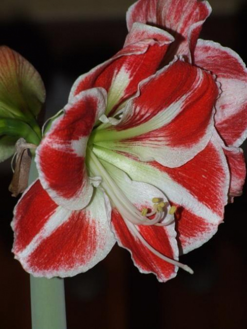 odmiana 'Samba' - 26 kwietnia 2009 (trzeci pęd) #amarylis #Hippeastrum #hydroponika #Samba