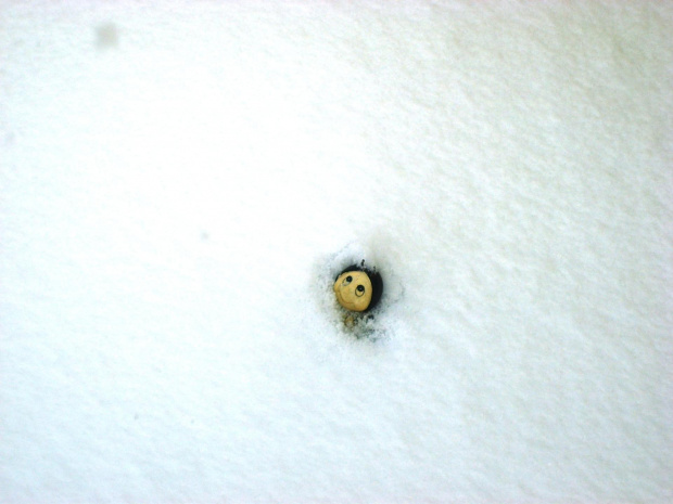 Pszczółka Maja się nie daje, choć śniegu prawie 60 cm. grubości.