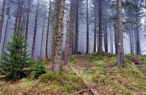 Beskid Sądecki 2 - 2011
