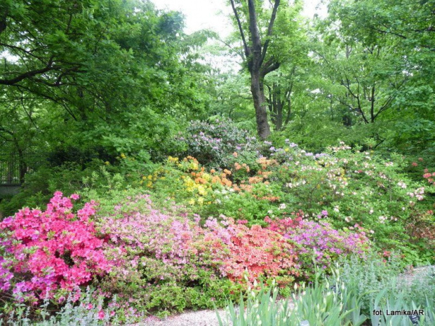 Ogród Botaniczny UW