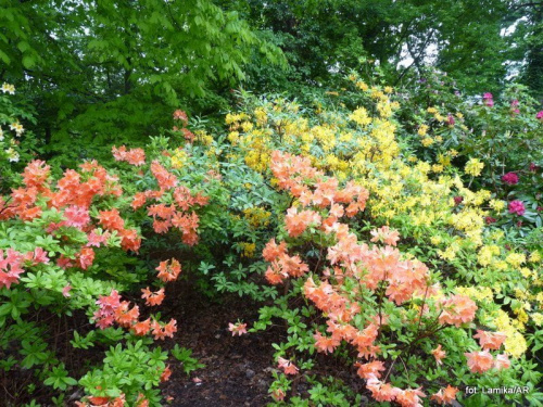 Ogród Botaniczny UW