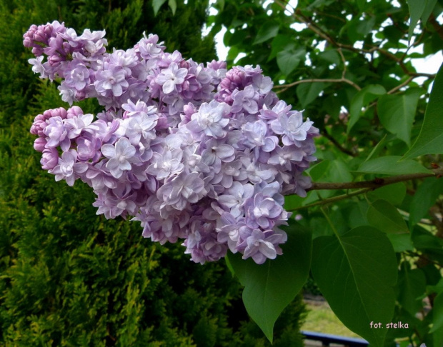 z mojego ogródka ... #ogród #wiosna #kwiaty #krzewy #bzy #lilaki