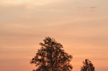 #rano #świt #mgła #niebo #natura #łąki #drzewa